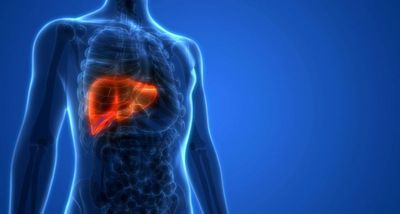X ray illustration of human liver