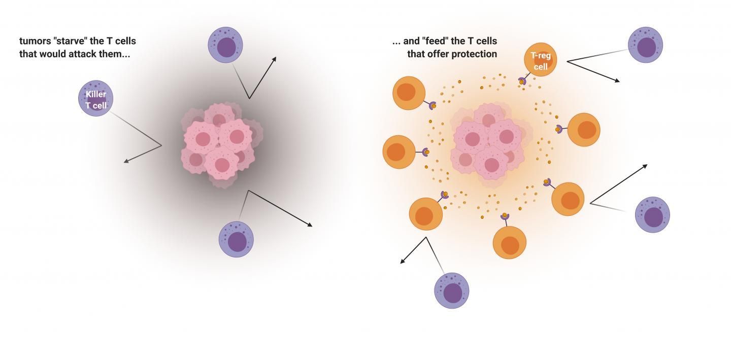 Cancer evades the immune system by "feeding" the T cells that protect the tumor and "starving" the T cells that would attack.