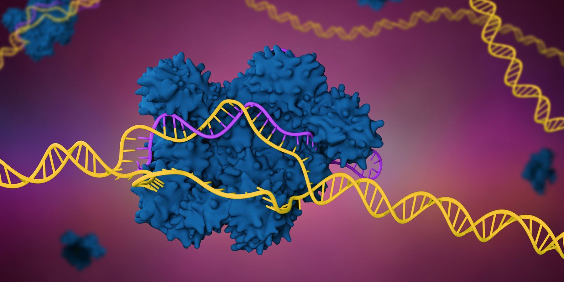 Illustration of CRISPR-Cas9 complex cleaving double stranded DNA