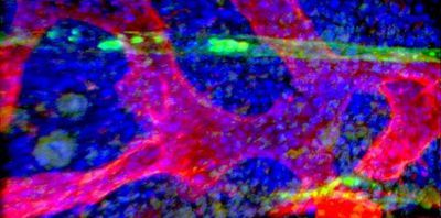 Image of stem cells (blue) in bone marrow together with a sinusoidal blood vessel (red) and an arteriolar blood vessel.