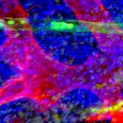 Image of stem cells (blue) in bone marrow together with a sinusoidal blood vessel (red) and an arteriolar blood vessel.