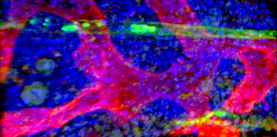 Single-cell sequencing opens new ways to target cancer stem cells Image of stem cells (blue) in bone marrow together with a sinusoidal blood vessel (red) and an arteriolar blood vessel.