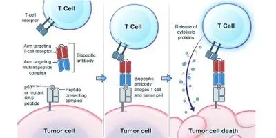 Bispecific antibodies, comprising one component that specifically recognizes cancer cells and another component that recognizes immune cells, brings the cancer cells and immune cells together to destroy cancer cells.