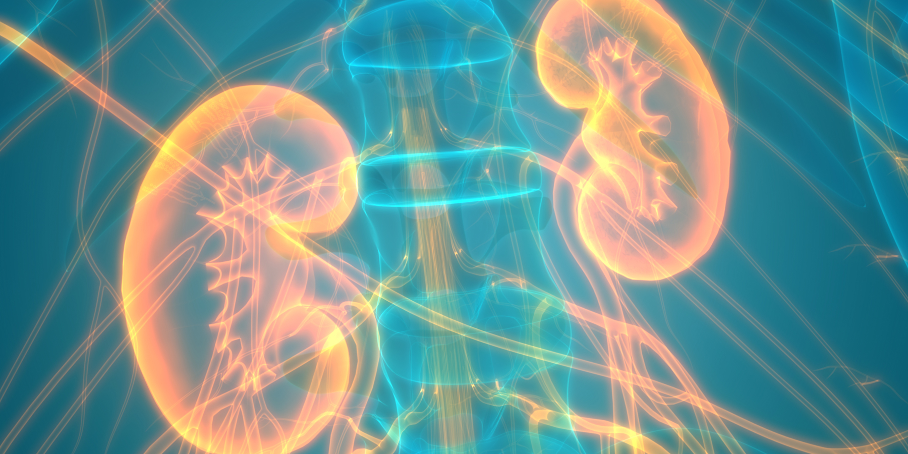 Illustration of an xray showing two human kidneys inside a human skeleton