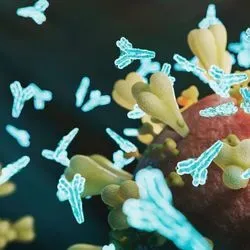 Illustration of the coronavirus with antibody molecules sticking to its spike protein
