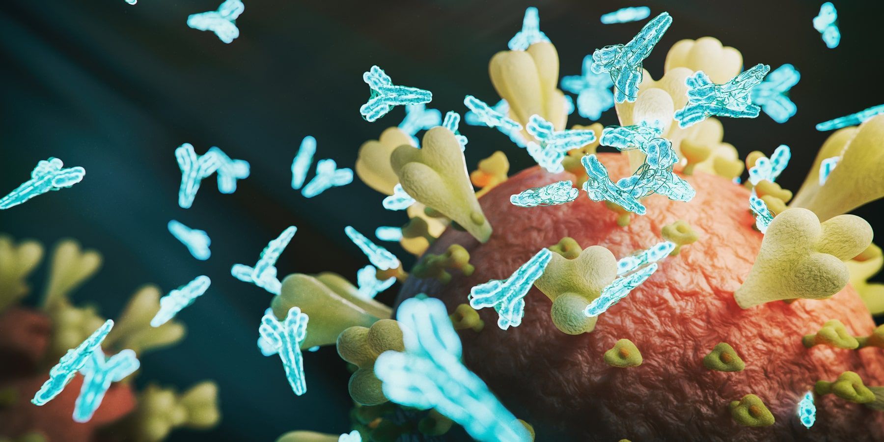 Illustration of the coronavirus with antibody molecules sticking to its spike protein