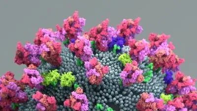 Illustration of the surface of the novel coronavirus with pink spike proteins on the surface
