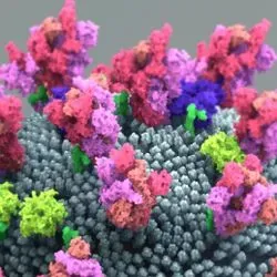 Illustration of the surface of the novel coronavirus with pink spike proteins on the surface