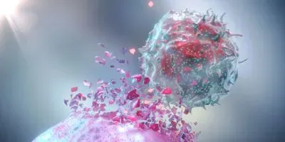 Illustration of an immune cell attacking a tumor cell where the two round cells merge and are releasing proteins
