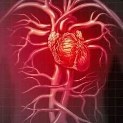 Illustration of the human heart and arteries in the upper half of the human body