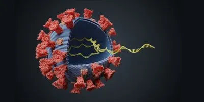 Illustration of the coronavirus with an inside view of the RNA molecules inside the viral envelope