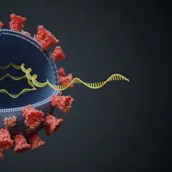 Illustration of the coronavirus with an inside view of the RNA molecules inside the viral envelope