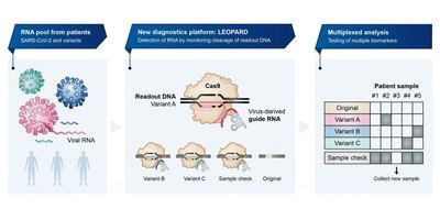 Diagram of the workflow of LEOPARD, the new CRISPR based testing method