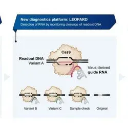 Diagram of the workflow of LEOPARD, the new CRISPR based testing method