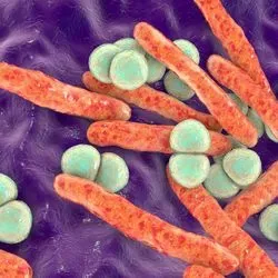 Photo of E. coli
