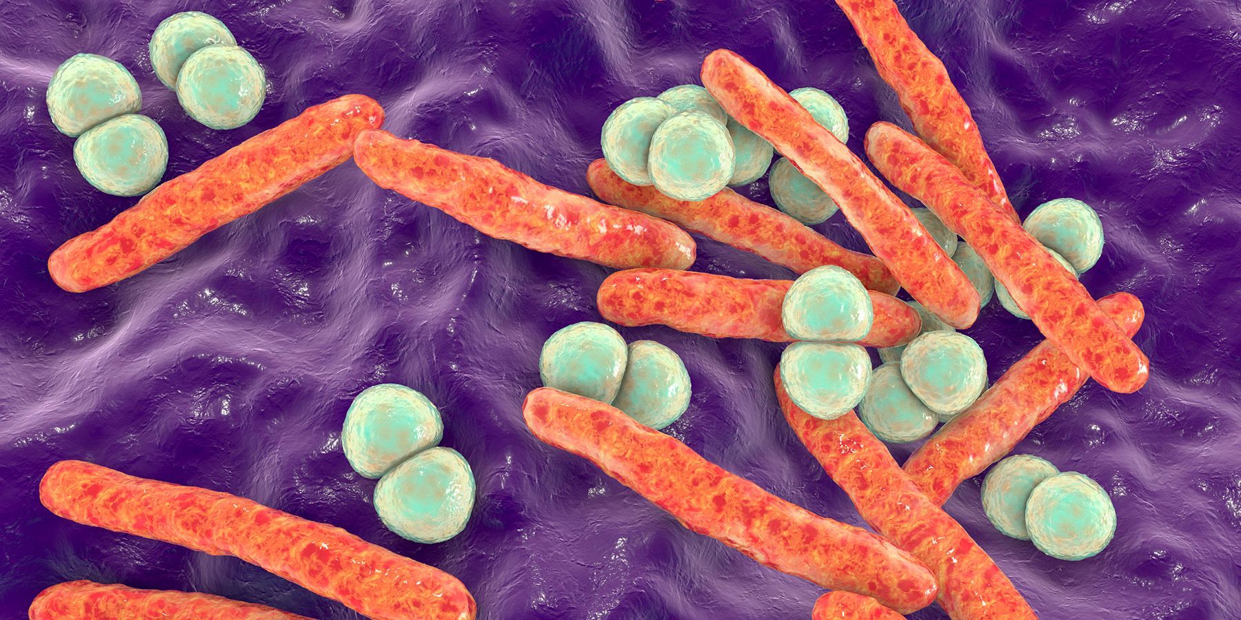 Identifying the Rise of Multidrug Resistant E. coli Photo of E. coli