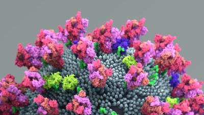 Illustration of the coronavirus surface proteins with spike protein colored pink