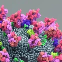 Illustration of the coronavirus surface proteins with spike protein colored pink