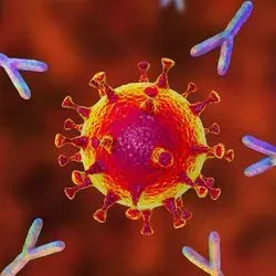 Illustration of coronavirus surrounded by Y-shaped antibodies 