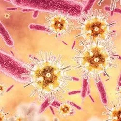 Illustration of bacterial and viral pathogens in patient blood