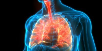 3D internal graphical image of human organs