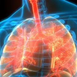 3D internal graphical image of human organs