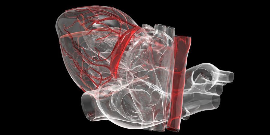 Three Dimensional Image of a human heart