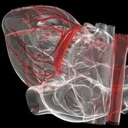 Three Dimensional Image of a human heart