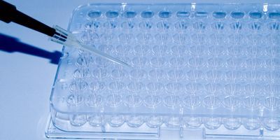 Micropipetter adding liquid to a tray for an assay