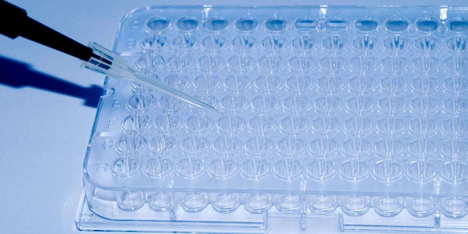 Micropipetter adding liquid to a tray for an assay