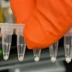 Researcher holding a line of PCR tubes