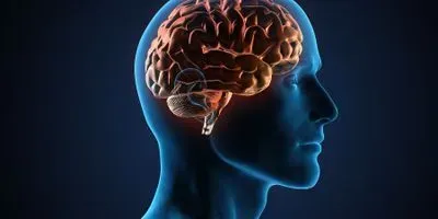 3D Render of a human with brain visible