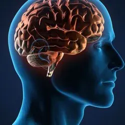 3D Render of a human with brain visible
