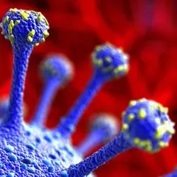 Image of Coronavirus cell