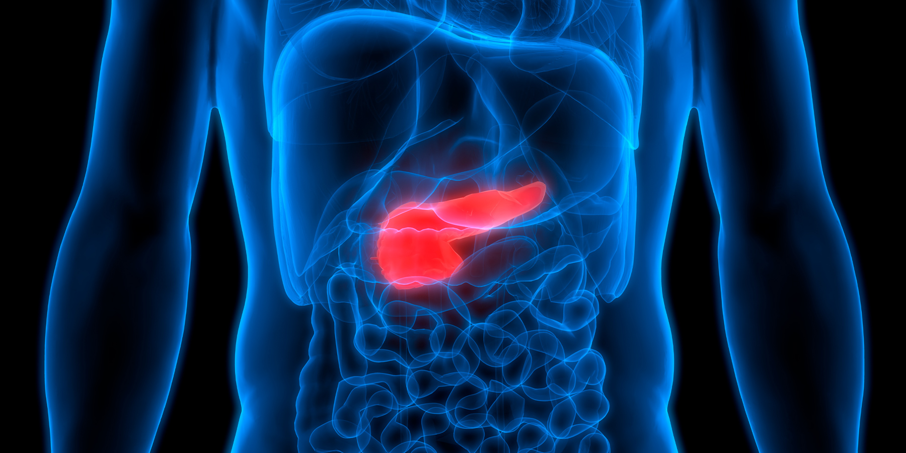 Study Identifies Biomarker That Could Help to Diagnose Pancreatic Cancer Image of the inside of the human body with the pancrease glowing red