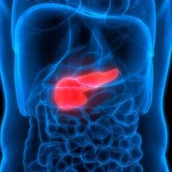 Image of the inside of the human body with the pancrease glowing red