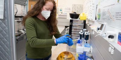 NIST engineer Katy Keenan opens Phreddie, a phantom for calibrating MRI machines that is traceable to standardized values. The phantom is filled with small plastic containers of various salt solutions that mimic tissues of the human body.