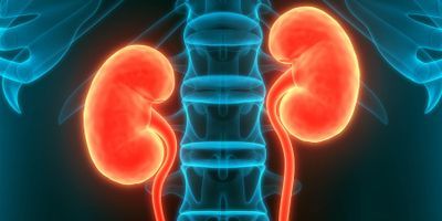 Image of human kidneys in red