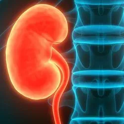 Image of human kidneys in red
