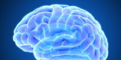 Image of a human brain