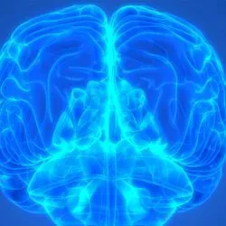 3D Image of a human brain