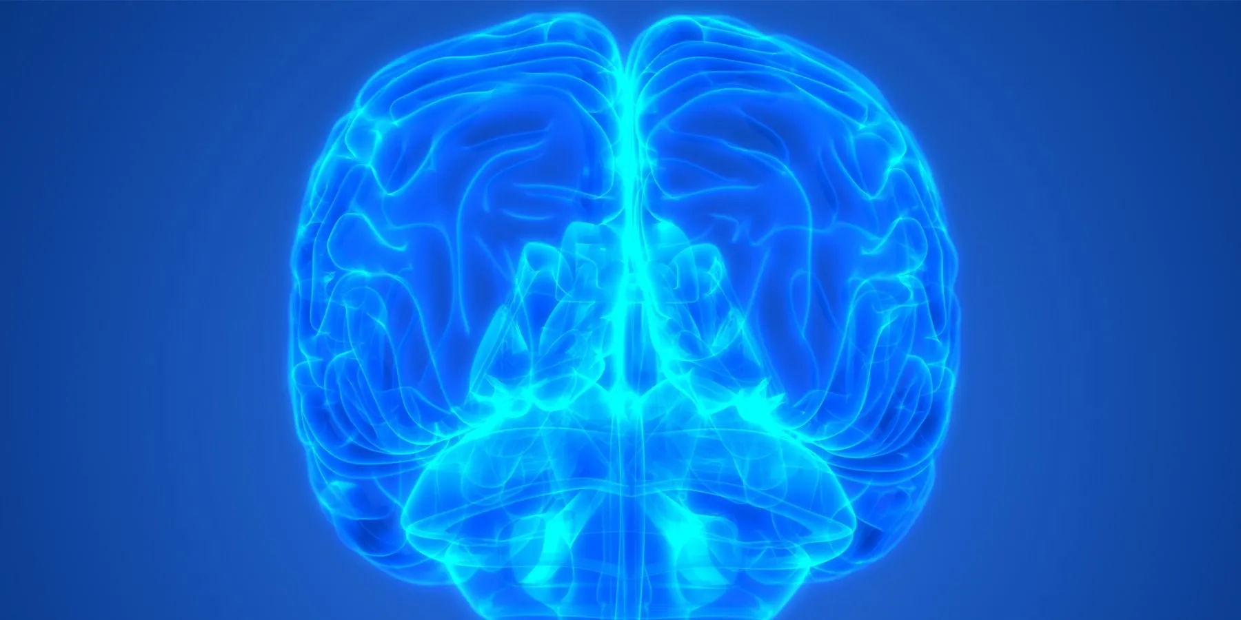 3D Image of a human brain