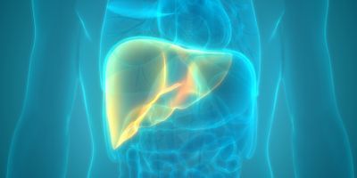 Image of a human liver