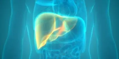 Image of a human liver