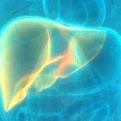 Image of a human liver