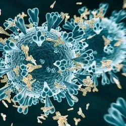 COVID-19 viruse being attacked by antibodies