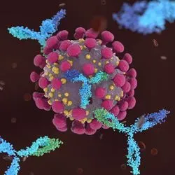 Image of COVID-19 being attacked by antibodies