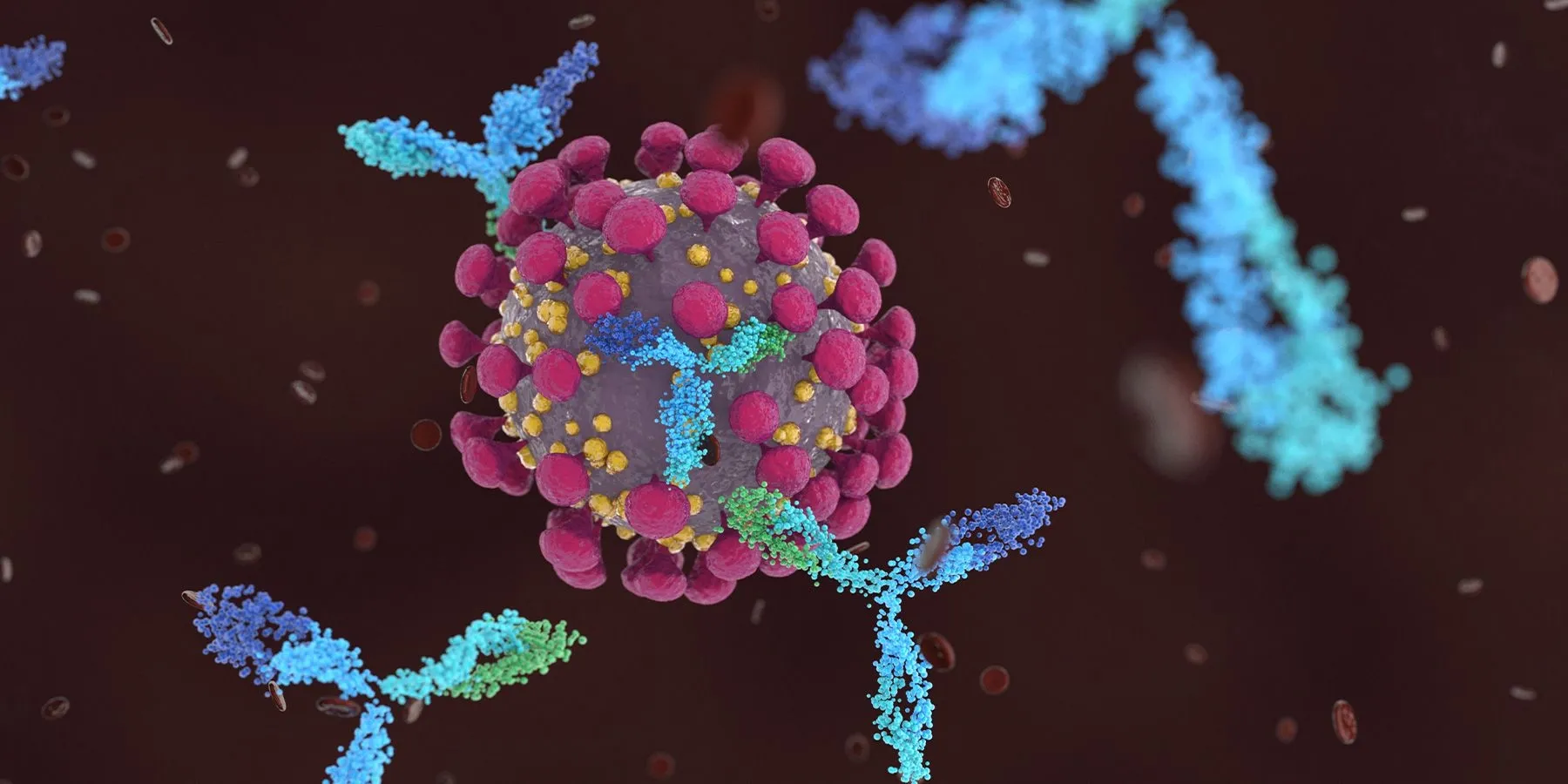 Image of COVID-19 being attacked by antibodies