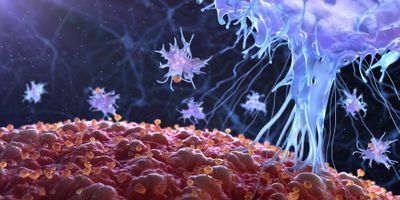 Image of t cells attacking a foreign body