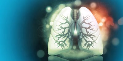 Image of a pair of human lungs